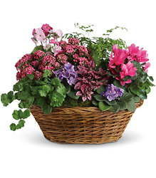 Simply Chic Mixed Plant Basket from Visser's Florist and Greenhouses in Anaheim, CA
